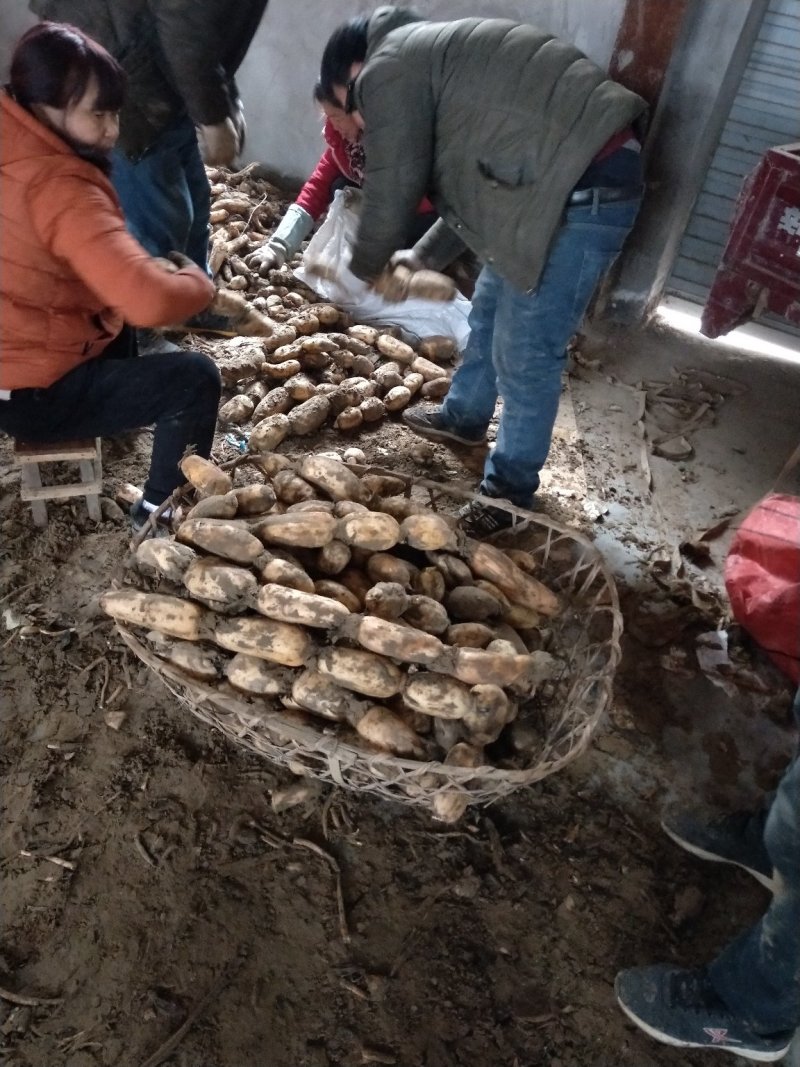 郑州中牟百亩莲菜基地