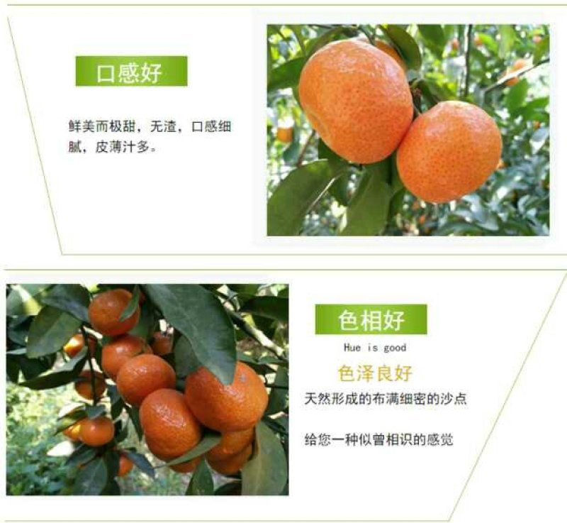 广西正宗沙糖桔新鲜砂糖桔当季水果沙糖橘子现