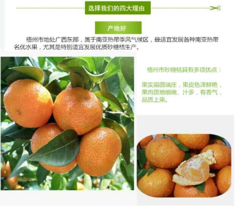 广西正宗沙糖桔新鲜砂糖桔当季水果沙糖橘子现
