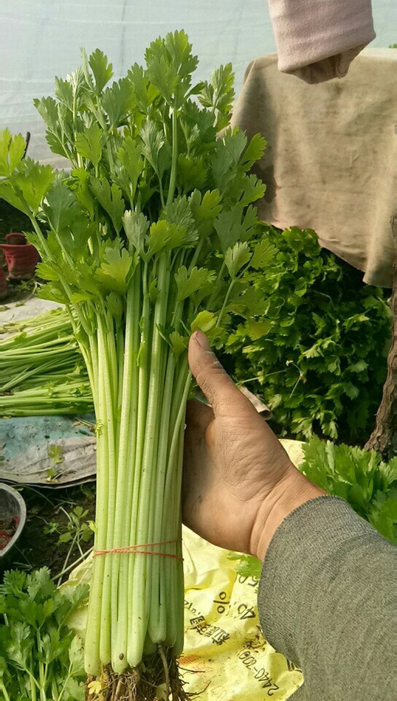 芹菜叶