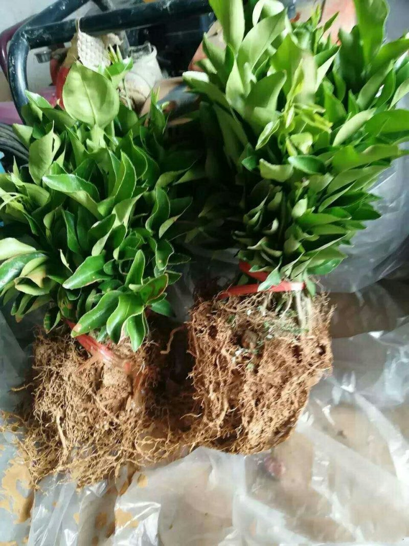 明日见苗/树人农林基地直发纯度和品质保证签订合同假一赔十