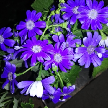 瓜叶菊.富贵菊.黄瓜花.菊花