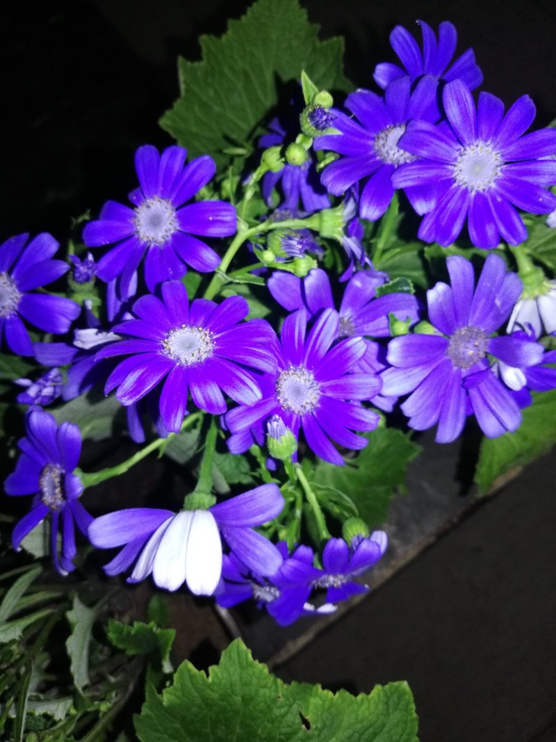瓜叶菊.富贵菊.黄瓜花.菊花