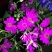 瓜叶菊.富贵菊.黄瓜花.菊花