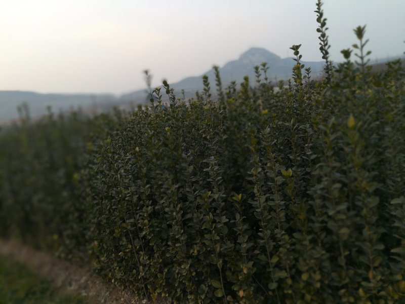 北海道黄杨