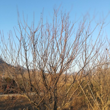 杏树
