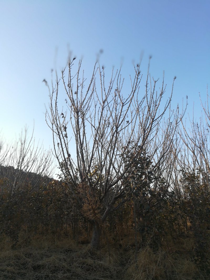 杏树