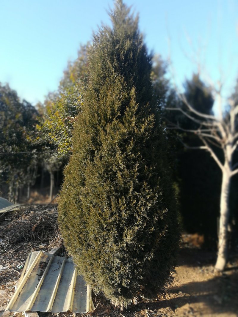 蜀侩