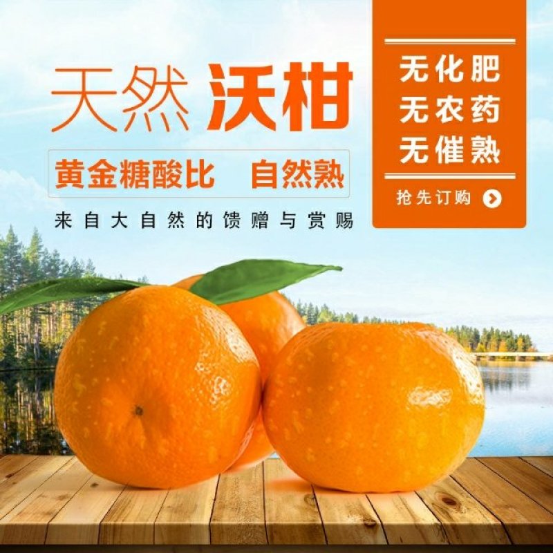 雨林沃柑