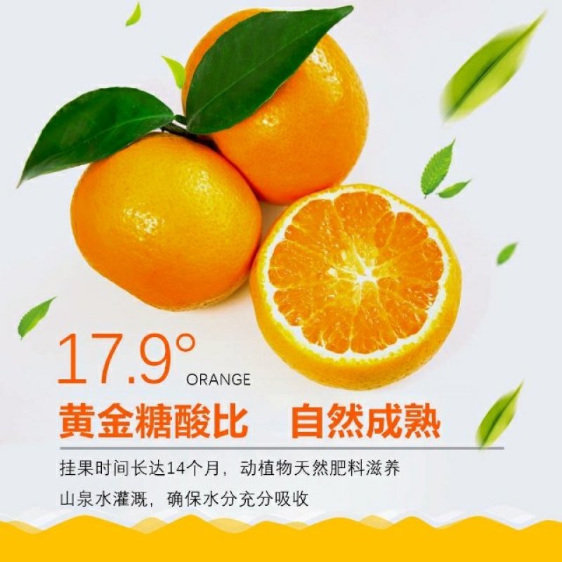 雨林沃柑