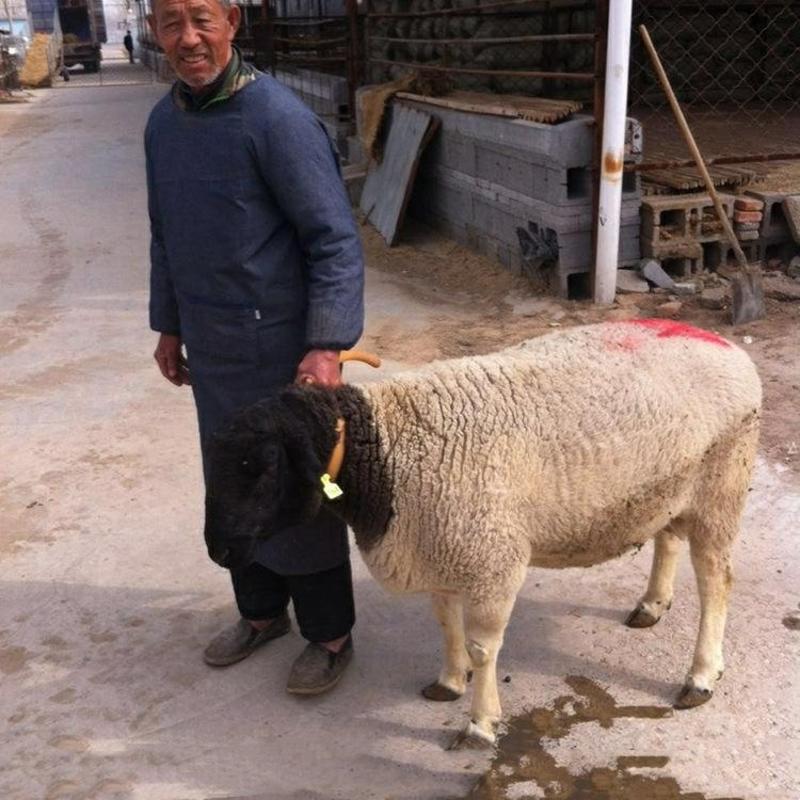 山东纯种杜泊绵羊，大型养殖基地种羊，生态散养