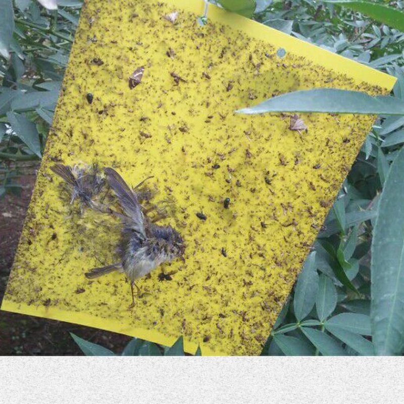 包邮双面特黏粘虫板、诱虫板、杀虫灯进口胶水覆纸加厚升级版