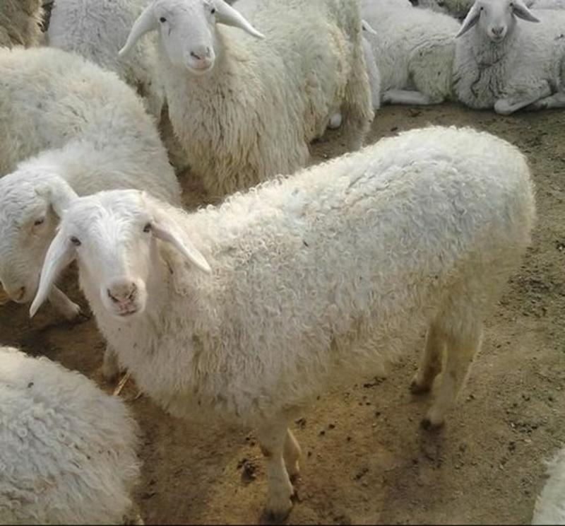厂家直销湖羊，一手货源，物美价廉，量大从优，欢迎全国客商