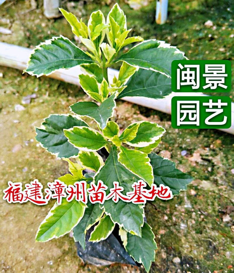 银边假连翘高20到30福建苗木基地批发