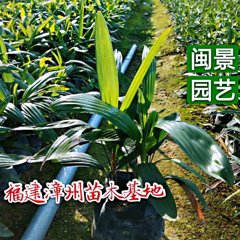 粽竹高20到50厘米福建漳州苗木基地批发