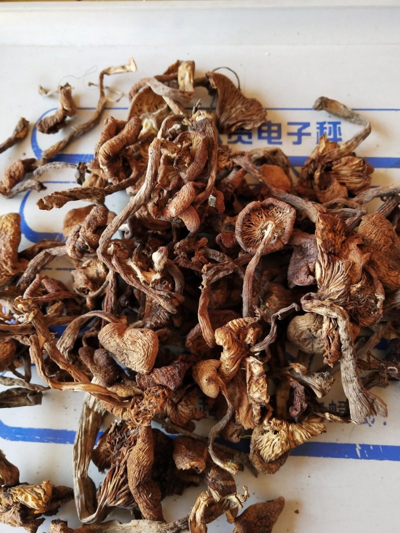 东北野生榛蘑一袋一斤，还有礼盒装