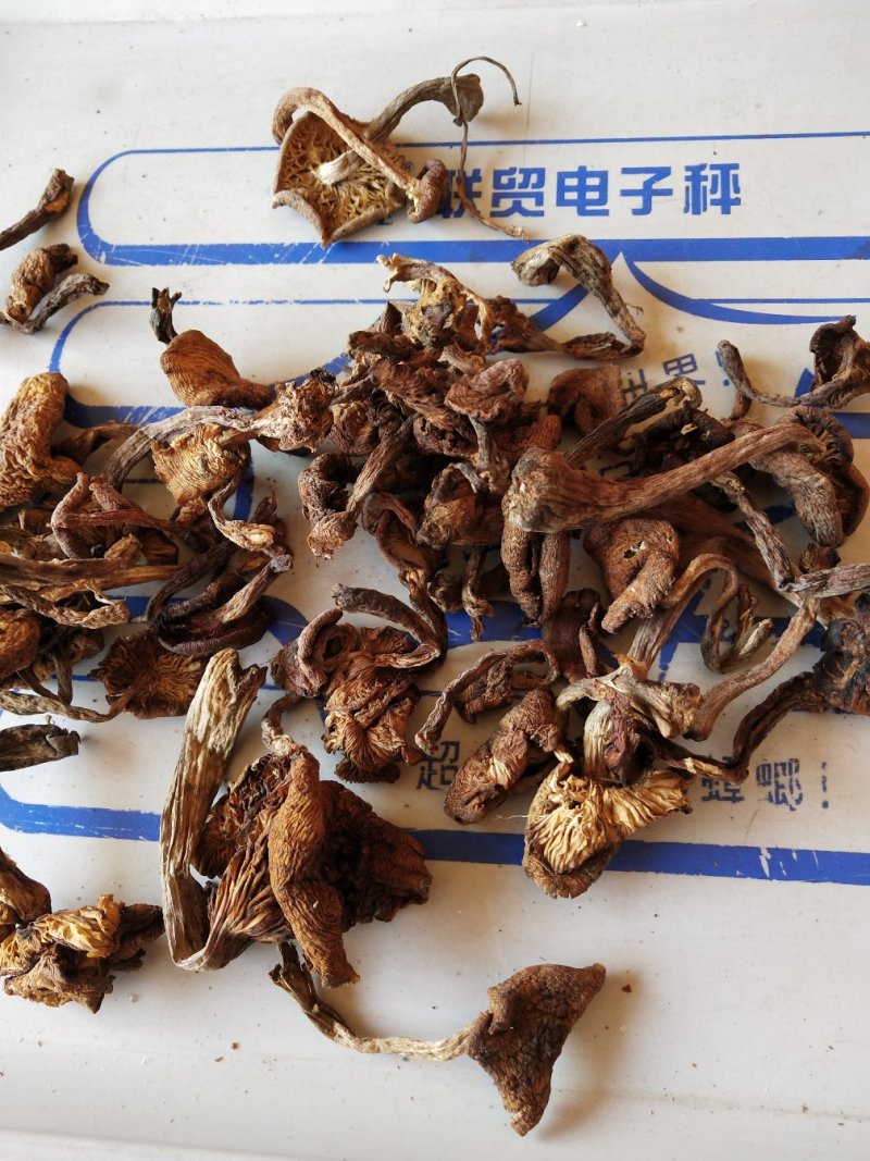 东北野生榛蘑一袋一斤，还有礼盒装