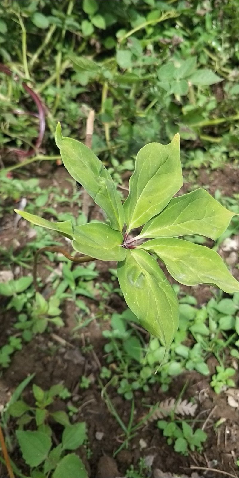 干野生滇重楼
