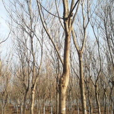 无患子