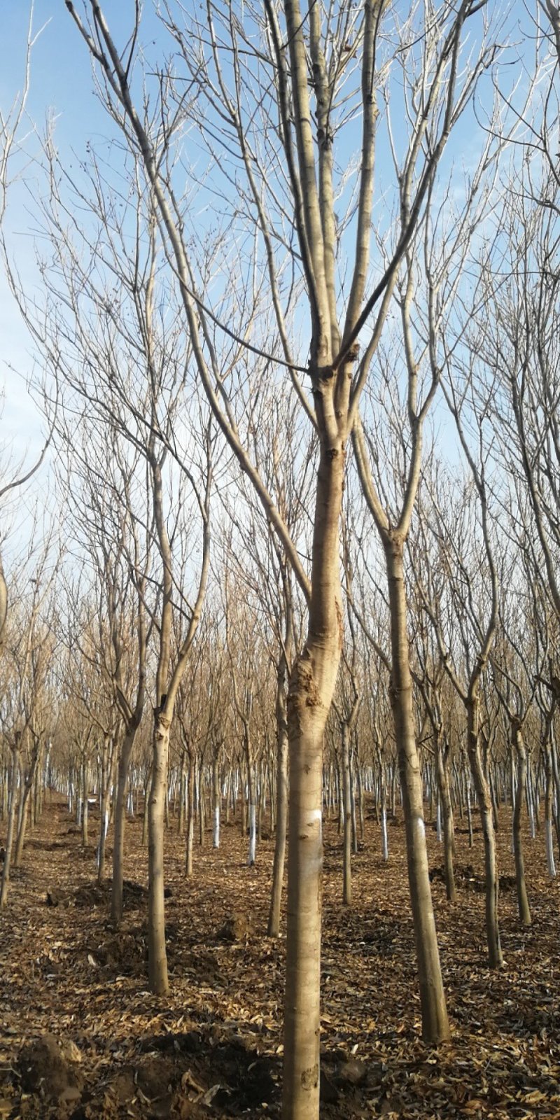 无患子