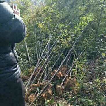 紫竹，大佛肚竹，金镶玉竹，黄杆金竹欢迎联系看货