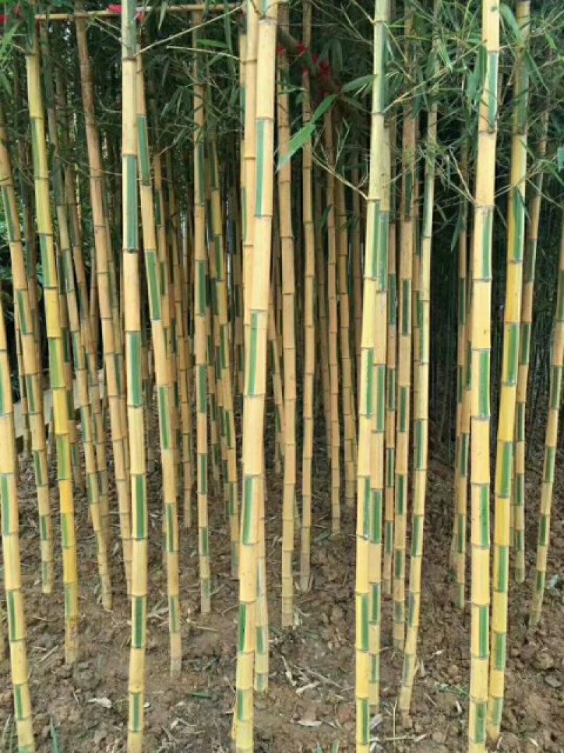 紫竹，大佛肚竹，金镶玉竹，黄杆金竹欢迎联系看货