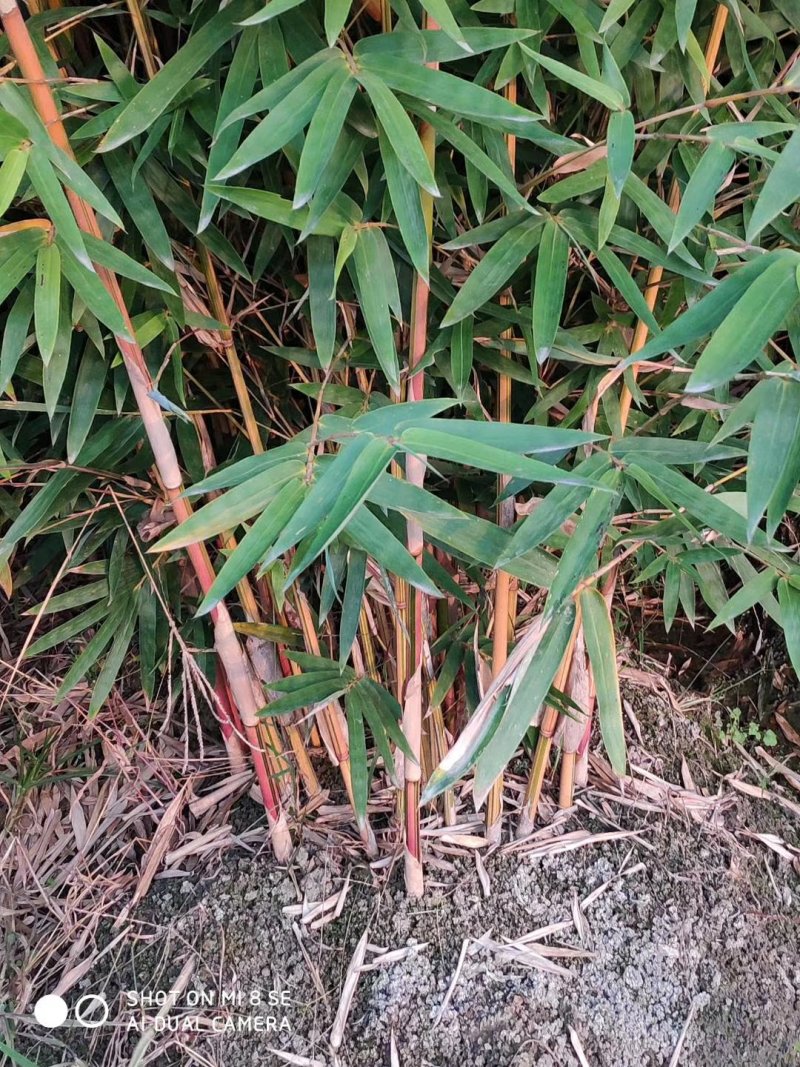 紫竹，大佛肚竹，金镶玉竹，黄杆金竹欢迎联系看货