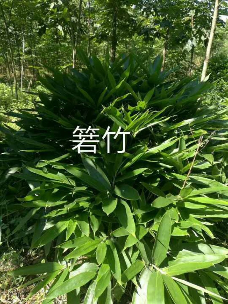 紫竹，大佛肚竹，金镶玉竹，黄杆金竹欢迎联系看货