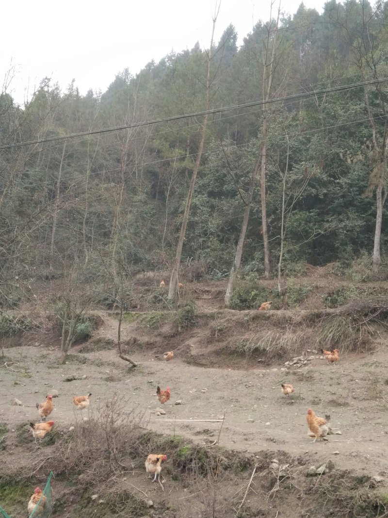 出售散养土鸡，六个月