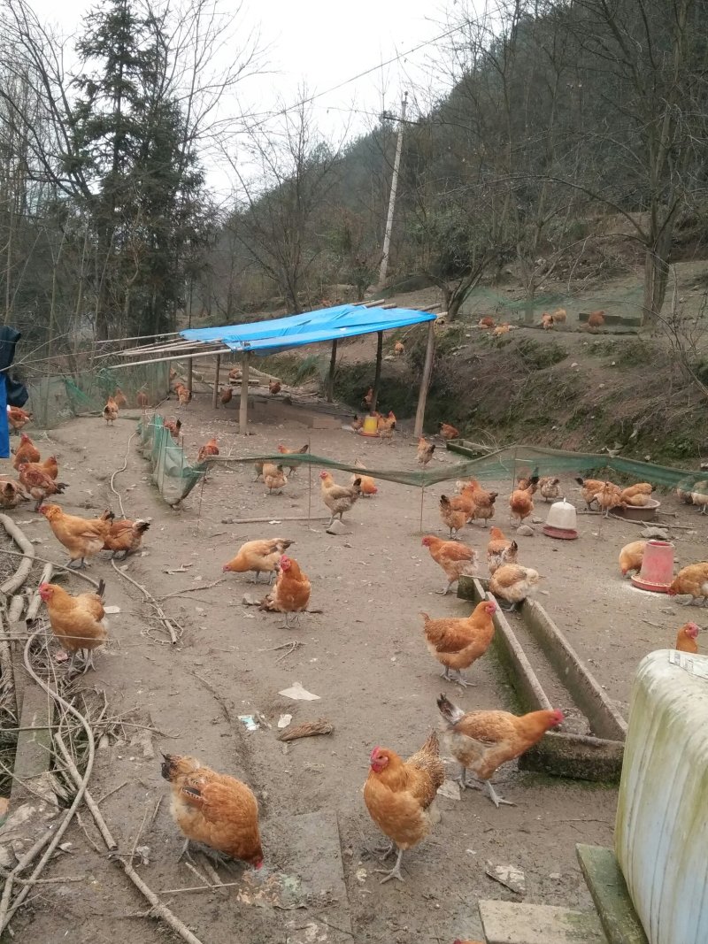 出售散养土鸡，六个月