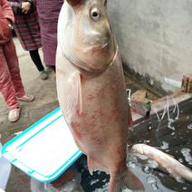 白鲢鱼1.5-2公斤