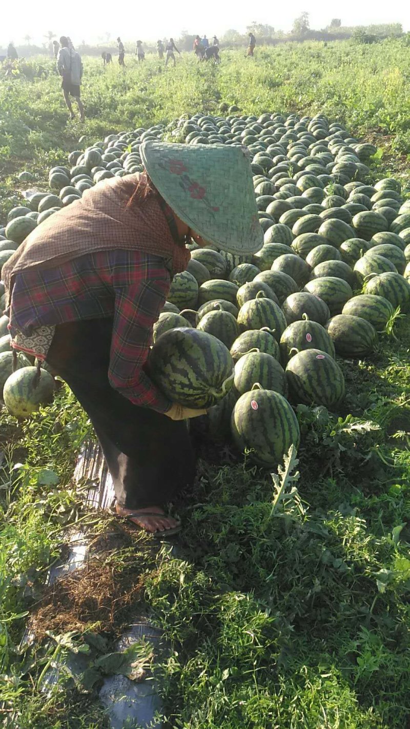 缅甸甜王8斤打底9成熟1茬