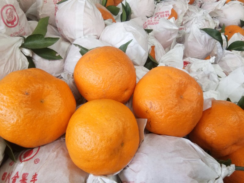 蒲江春见柑橘耙耙柑，商品果，高次果，平台货，全国配货