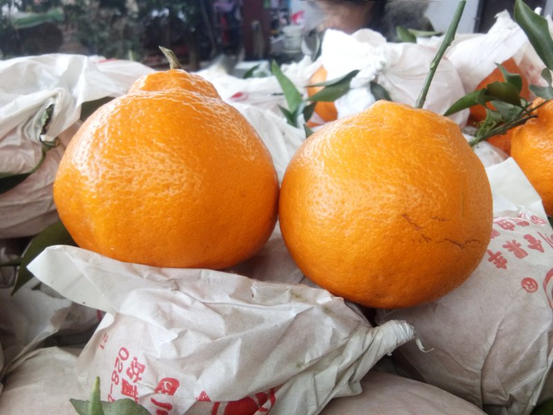 蒲江春见柑橘耙耙柑，商品果，高次果，平台货，全国配货