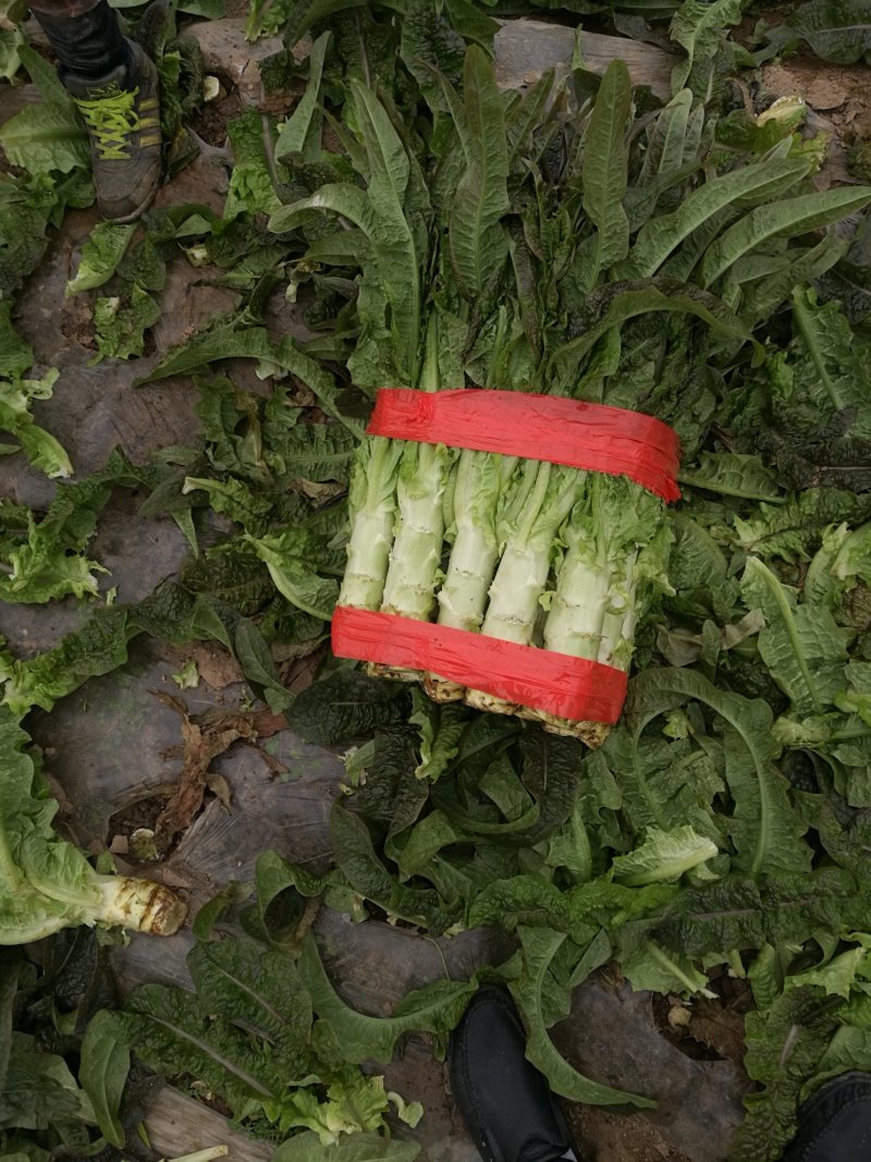 精品莴笋.1.5-2斤，产地直供保质保量量大从优