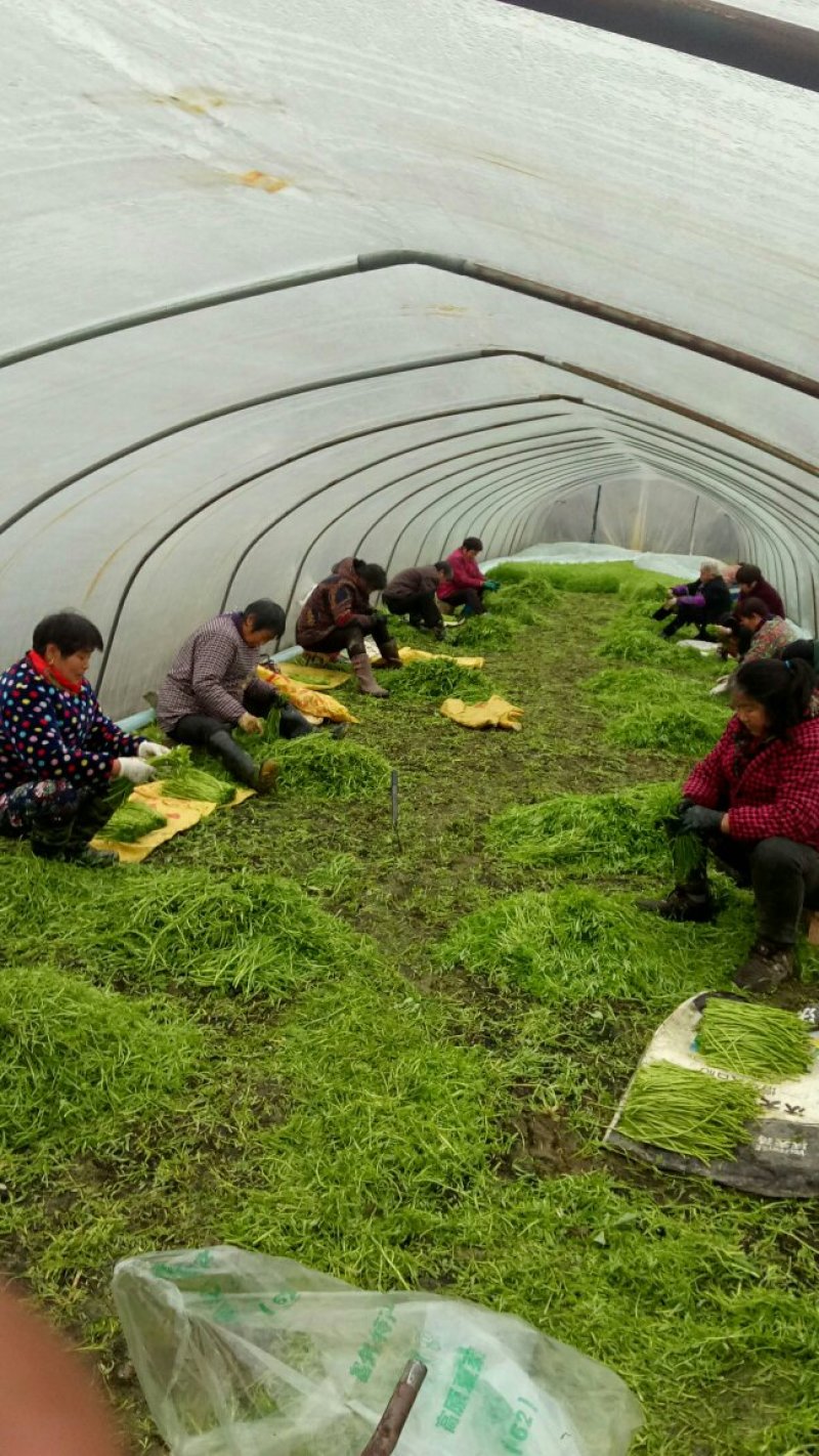 芦蒿上量上市，天天几千斤供应商需要的老板联系价格随行就市