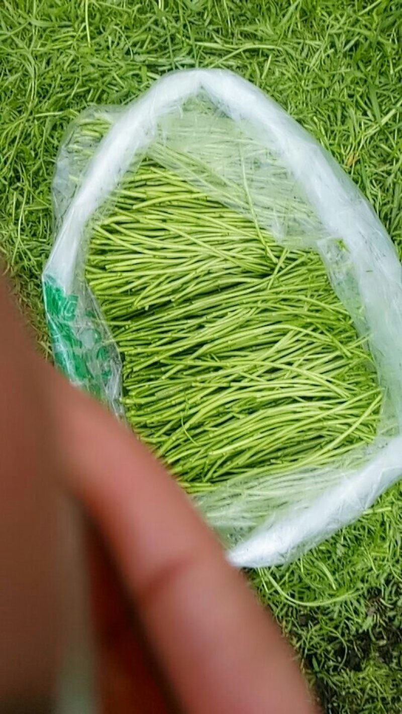 芦蒿上量上市，天天几千斤供应商需要的老板联系价格随行就市