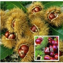 板栗苗，大红袍板栗，各种板栗苗，品质保证