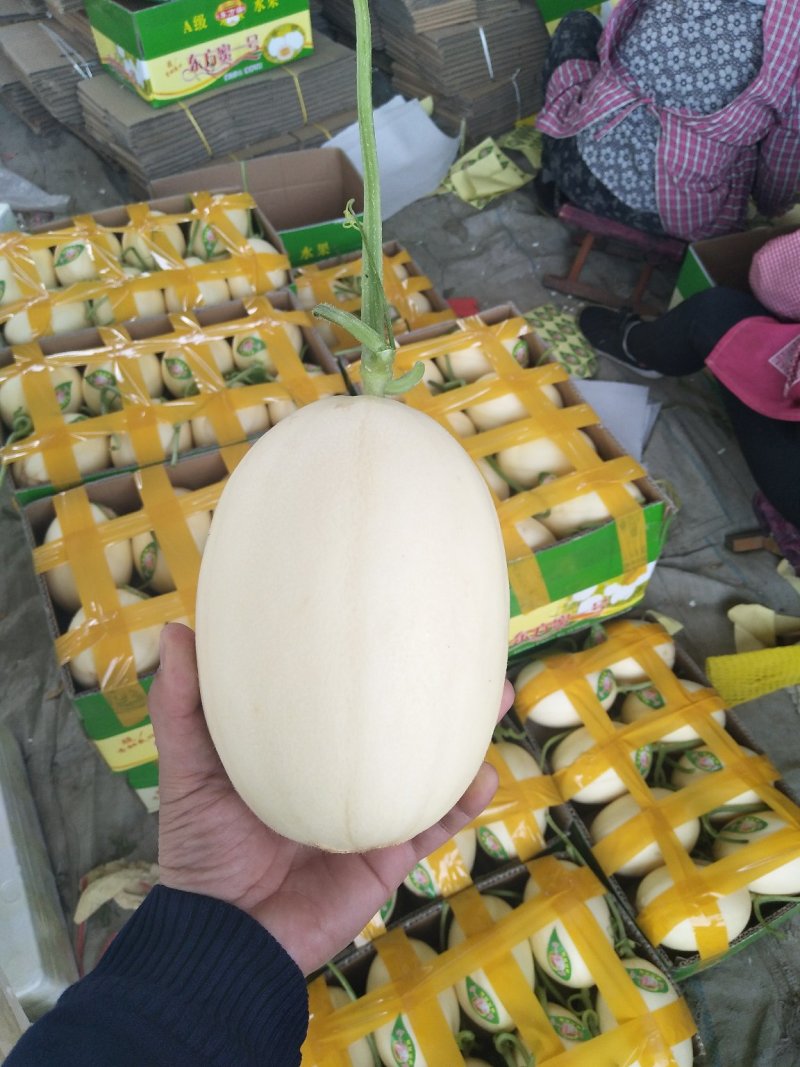 山东东方蜜1号甜瓜香瓜欢迎咨询产地大量供应