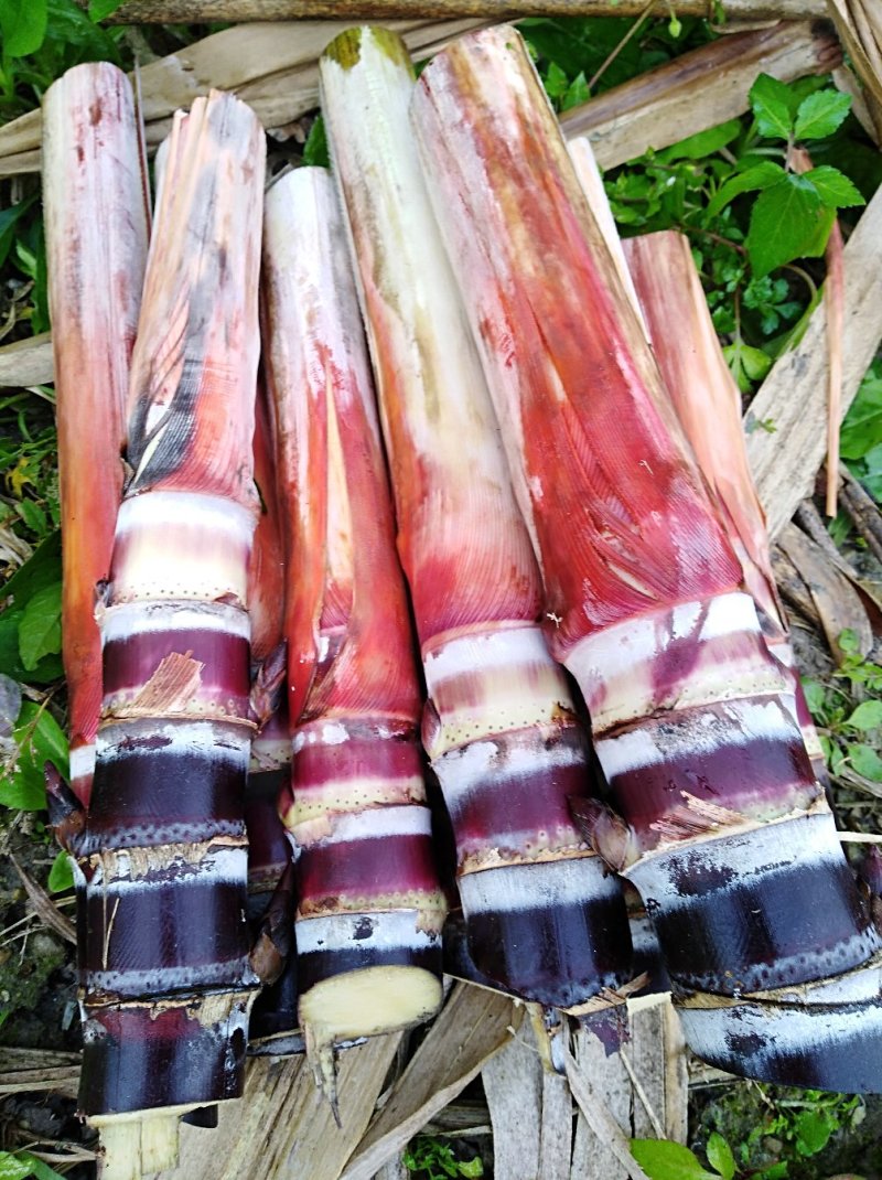 黑甘蔗种