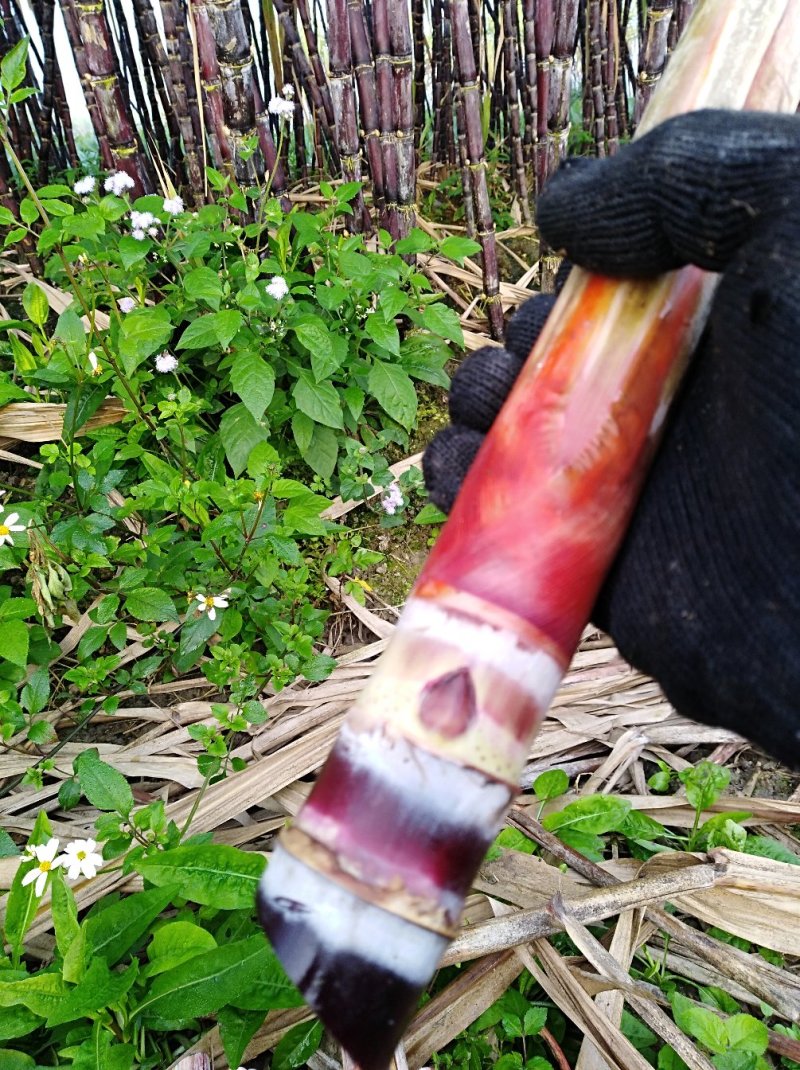 黑甘蔗种