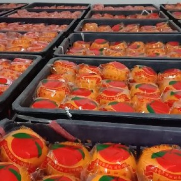 精品芦柑，预售70住上果扁形，好甜，精品包装