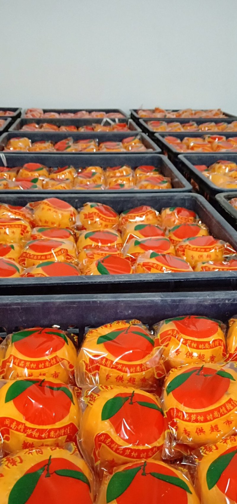 精品芦柑，预售70住上果扁形，好甜，精品包装