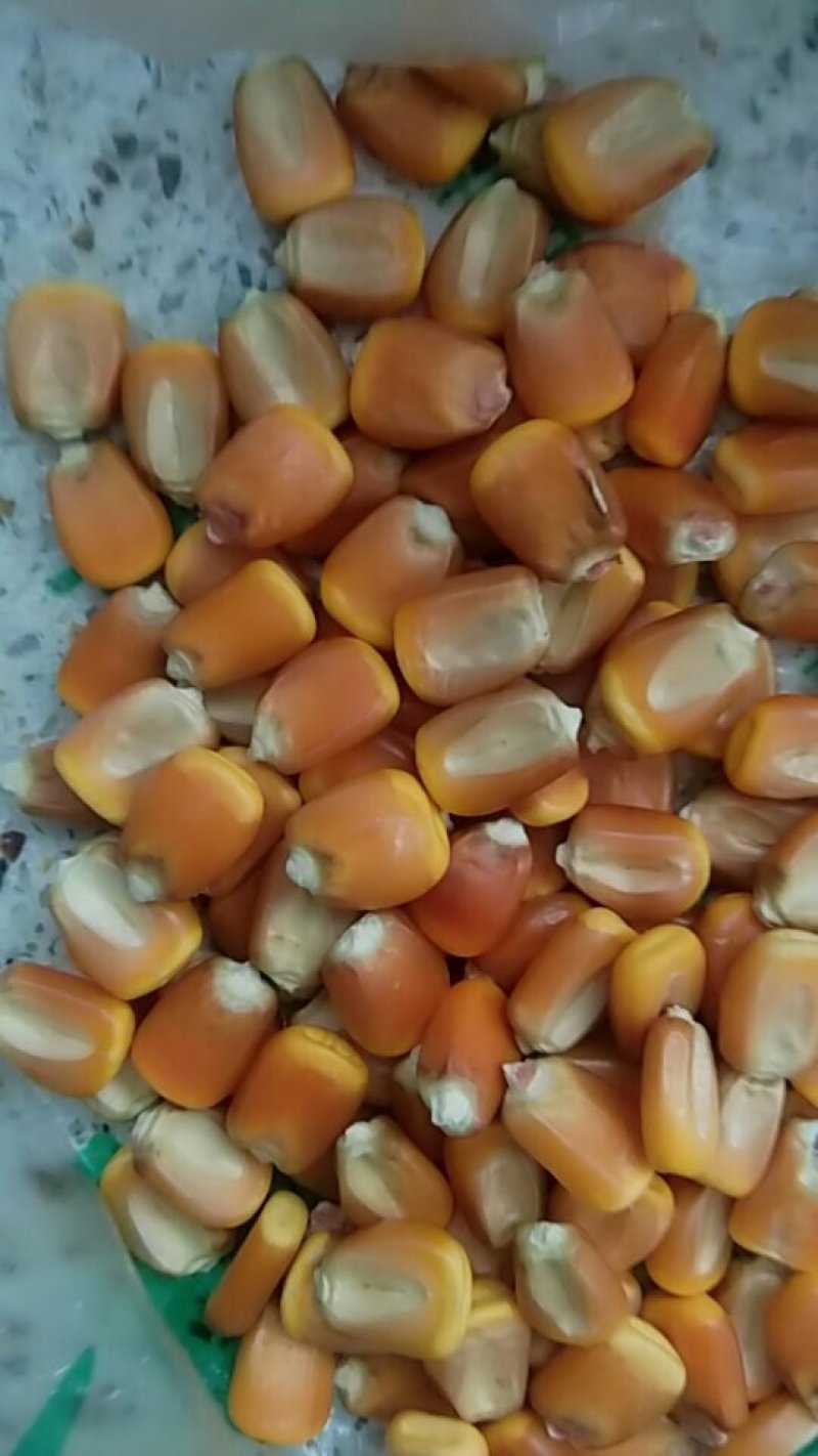 玉米急售