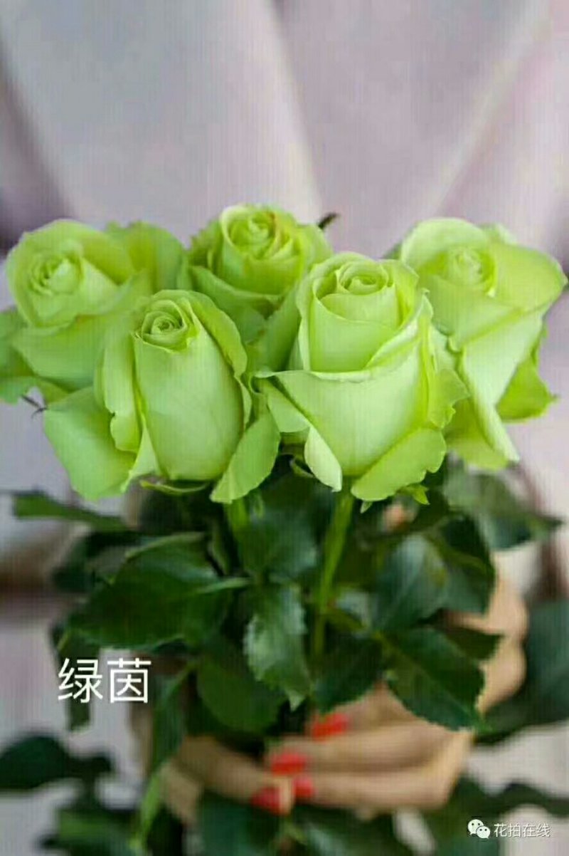 种苗
