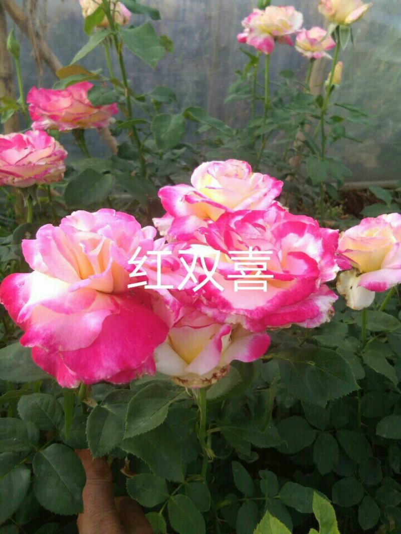 种苗