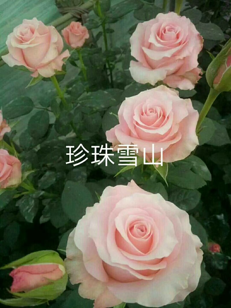 种苗