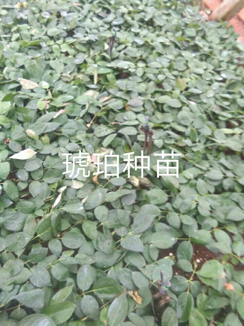 种苗