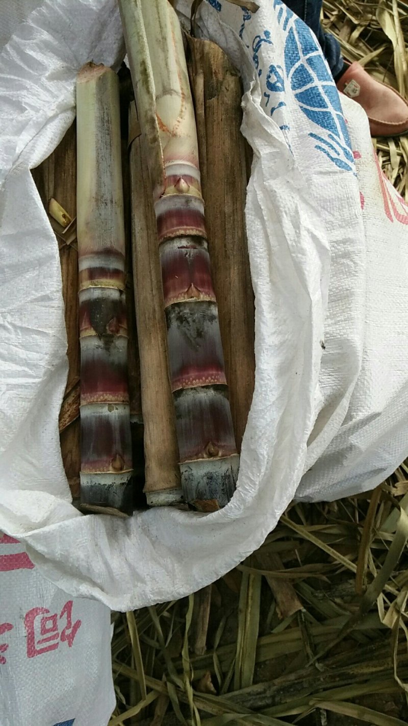 【优质】甘蔗头！长势好！品质佳！提供种植技术