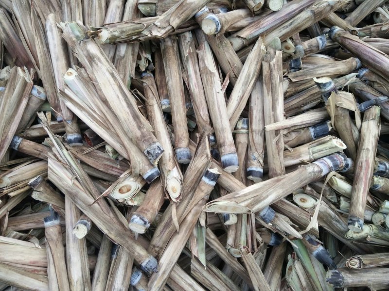 【优质】甘蔗头！长势好！品质佳！提供种植技术